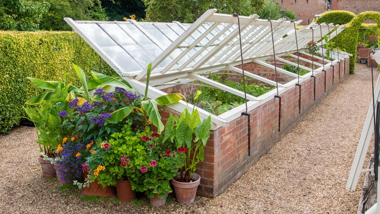 The Propagation House at Peckover House & Garden in Cambridgeshire August, 2025. Featuring pots of brightly coloured geraniums and summer blooms.